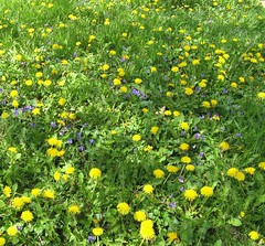 Why are dandelions weeds?
