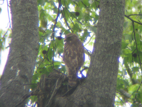 Red-shouldered Hawk Nesting in Marietta, Georgia Neighborhood 