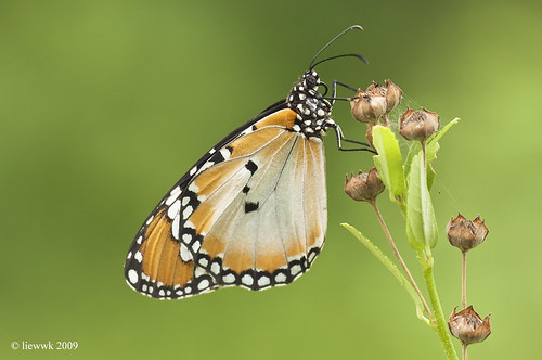 21.17 Butterfly ... Danaus chrysippus chrysippus (Plain Tiger)