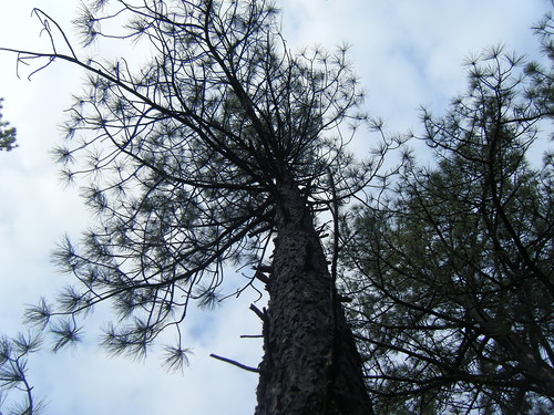 More Pine Trees in Ruidoso