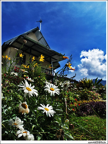 Resort, FLOWERS, Mesilau, Kinabalu and Kundasang Kiram