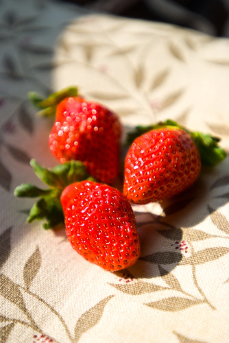 苗栗採草莓