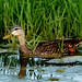 Mottled Duck Anas fulvigula