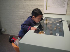 Inspecting the fossil bugs