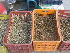 snails market athens