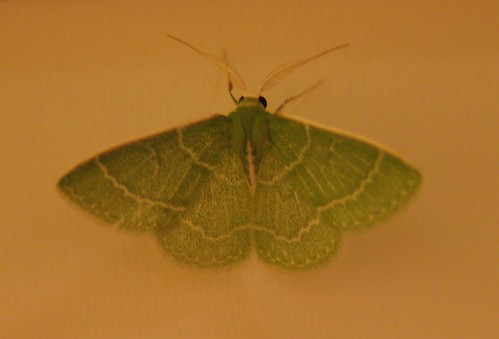 05-20 moth