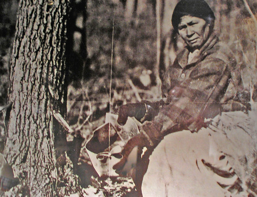 Chippewa woman gathers maple sap