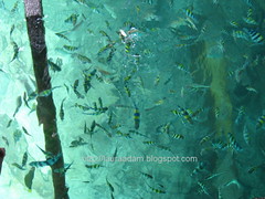 view of fishes from jetty