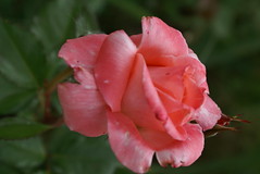 First Pink Rose