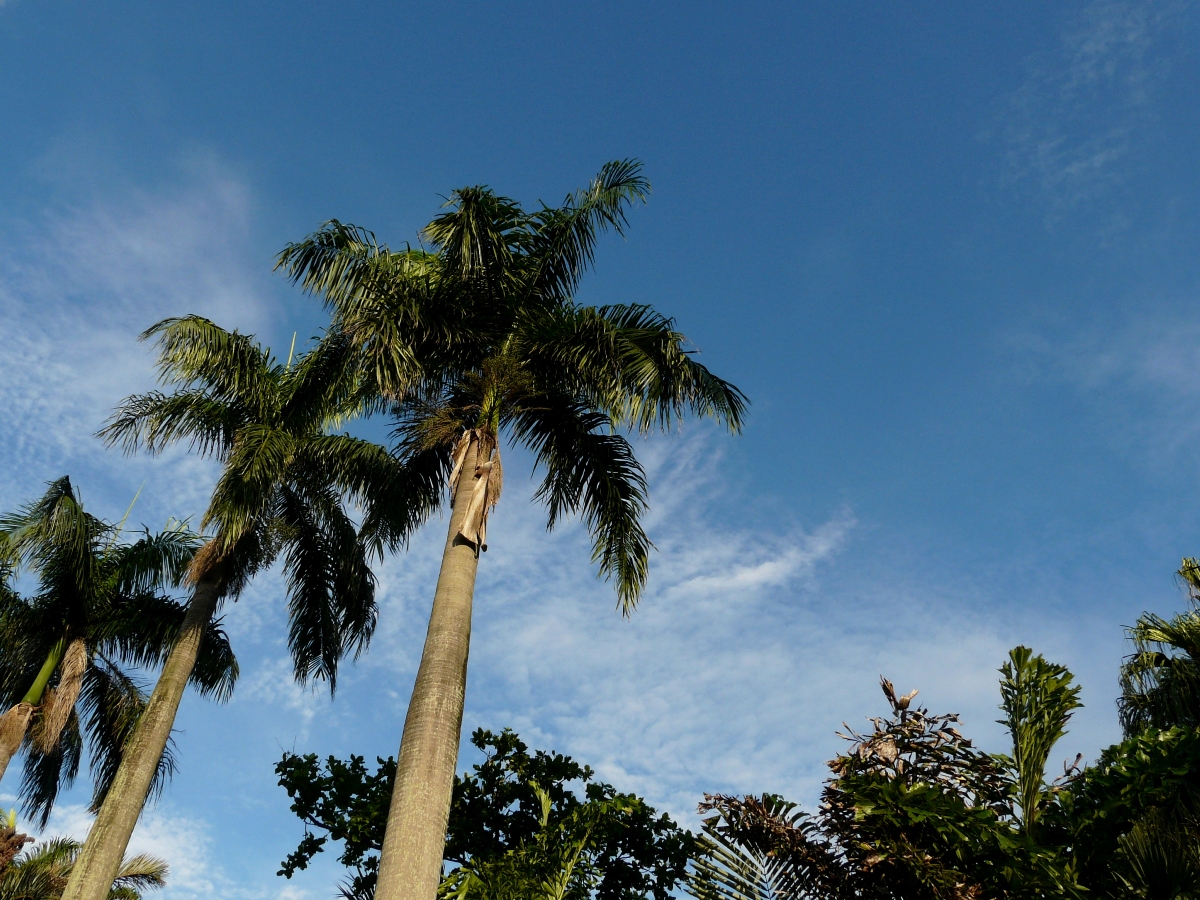 Royal palm (Roystonea regia) against rare blue sky in Taipei