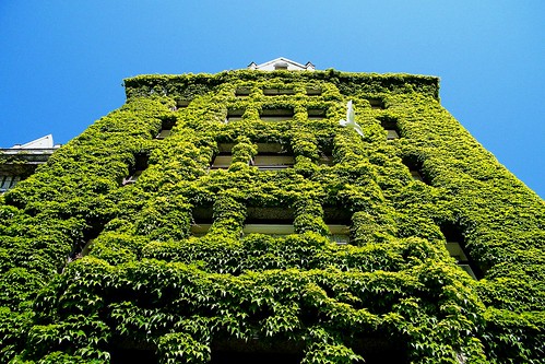The Ivy Wall (Explored)