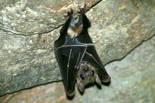 Bat by chimothy27
