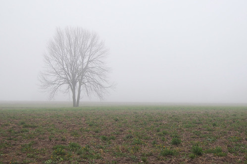 tree_in_fog