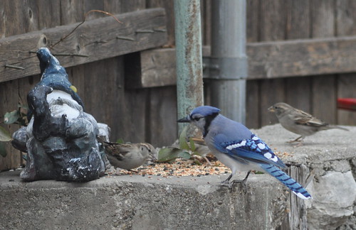 Blue Jay and House Sparrows