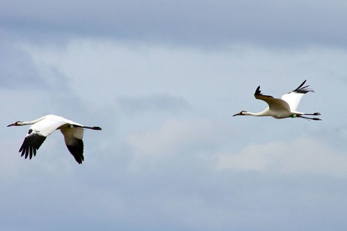 whoopers1