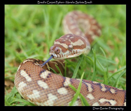 Bredl's Carpet Python - Irwin