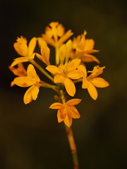 Orchids 18