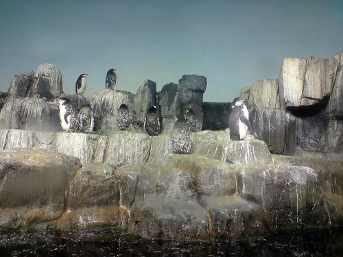 central park zoo penguins. Central Park Zoo: Penguins