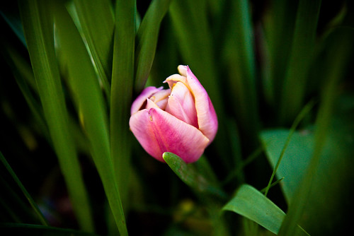 Pink Tulip by Katherine