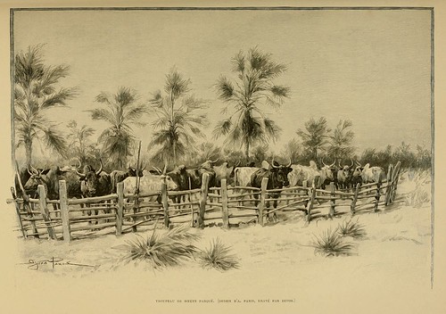 017-Rebaño de bueyes-Madagascar finales siglo XIX