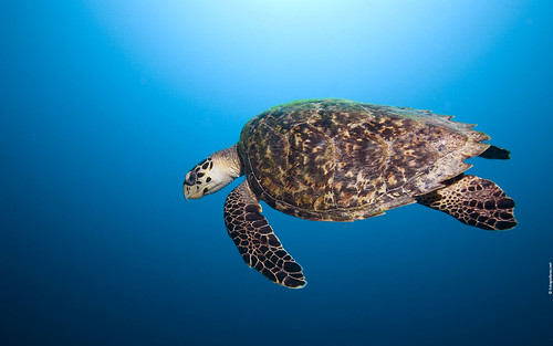sea turtle wallpaper. Curacao Hawksbill Turtle