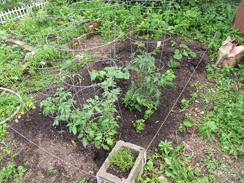 garden plot, angle view