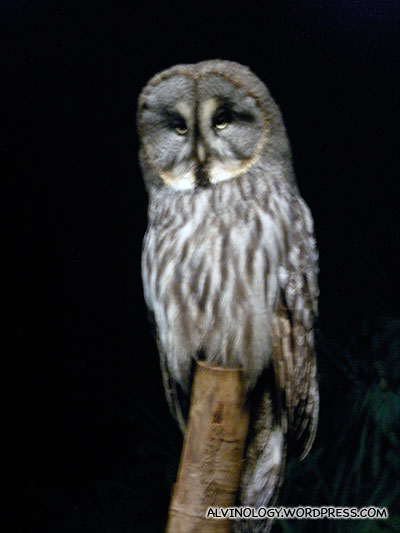 Majestic looking giant owl