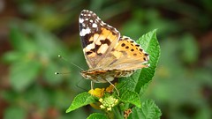 A painted lady of the afternoon