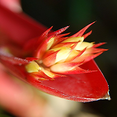 Brilliant petals of red powdery-skinned Little Harv Bromeliad