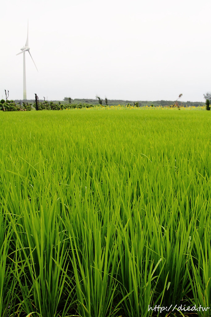綠油油稻田