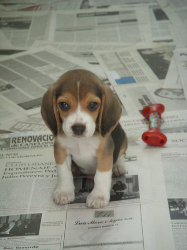 baby beagles tableau