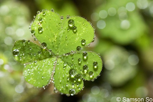 酢醬草上水珠 Water droplets on Oxalis leaves