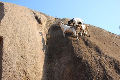crazy goats
