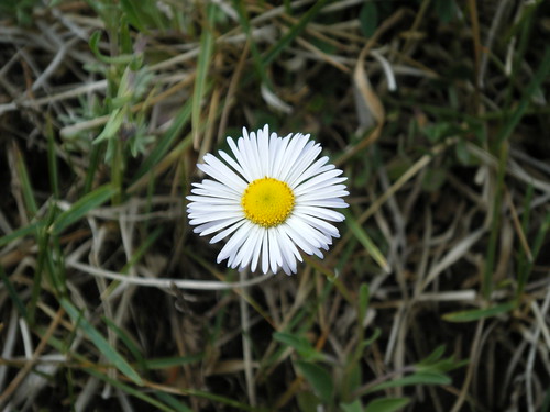 Daisy like flower