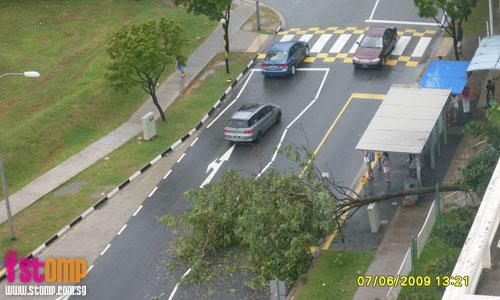 Tree falls at Woodlands, obstructing two way traffic flow