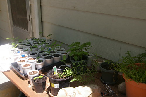 Seedling Table I