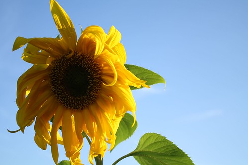 Airfield Sunflower