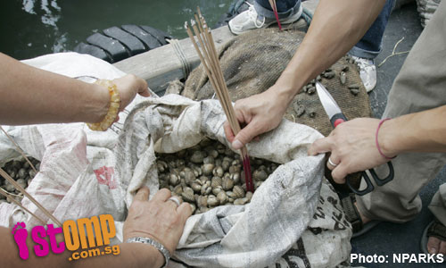  Don't release animals during Vesak, you're sending them to their deaths