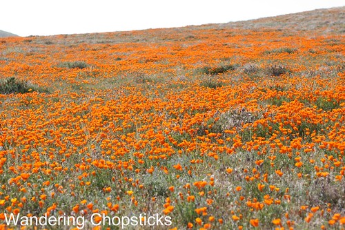 Antelope Valley California Poppy Reserve 1