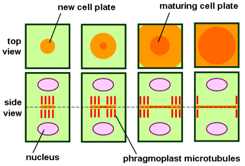 animal cell undergoing mitosis. of a plant cell undergoing