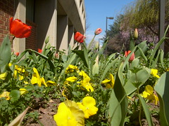 Campus Flowers