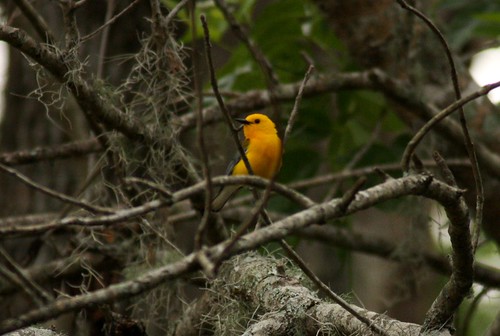 Prothonotary Warbler - 4/24/2009