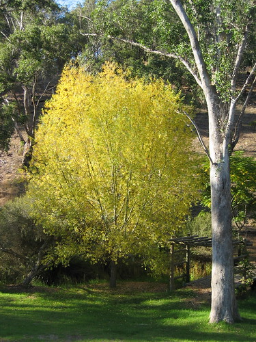 willow autumn 09
