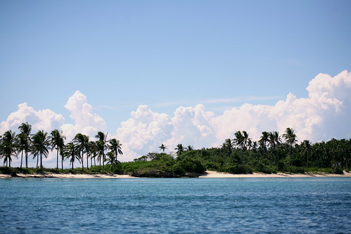 coconut-lined island