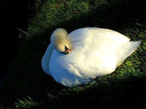 snoozing swan 2