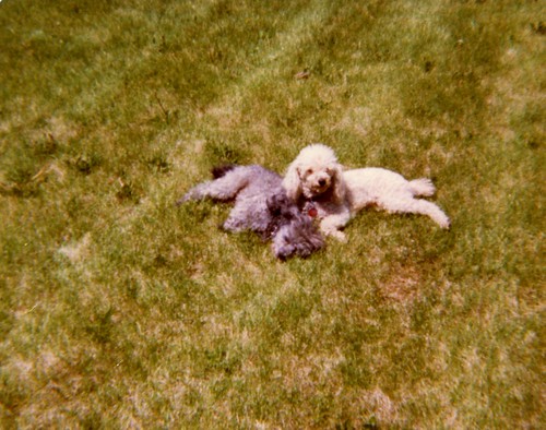 Smokey and Carmel in the grass - sometime in 1976
