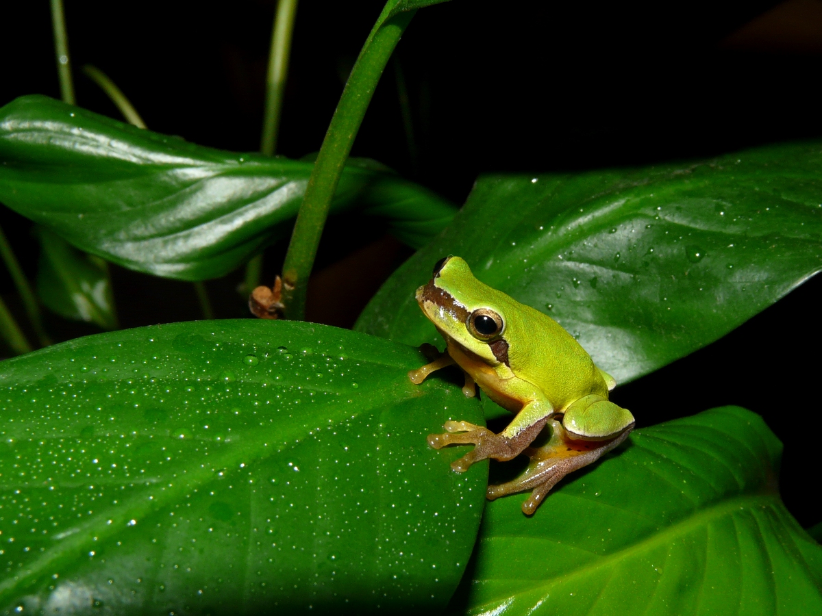 Chinese Tree Toad (Hyla chinensis) - 中國樹蟾