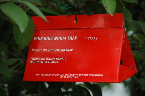 Bollworm Trap