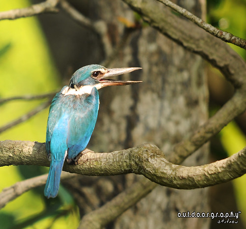 Forest Kingfisher #2