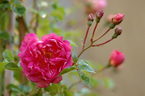 Rosa Alexander Giraud | Liaanroos - Rambling rose